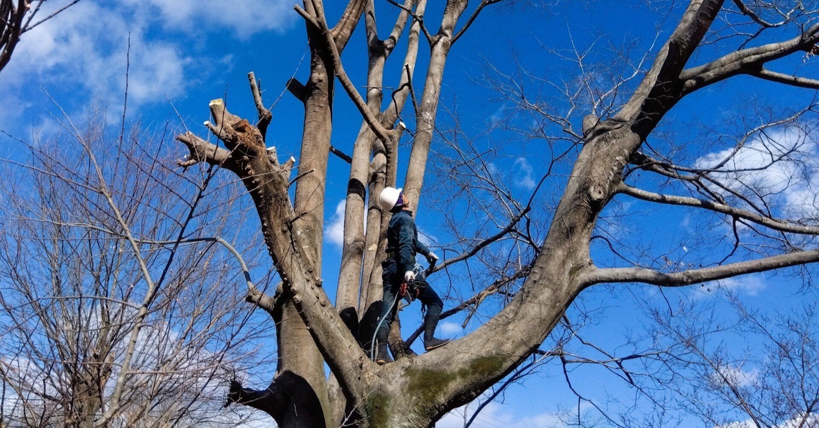 樹上に登り大木を伐採する職人