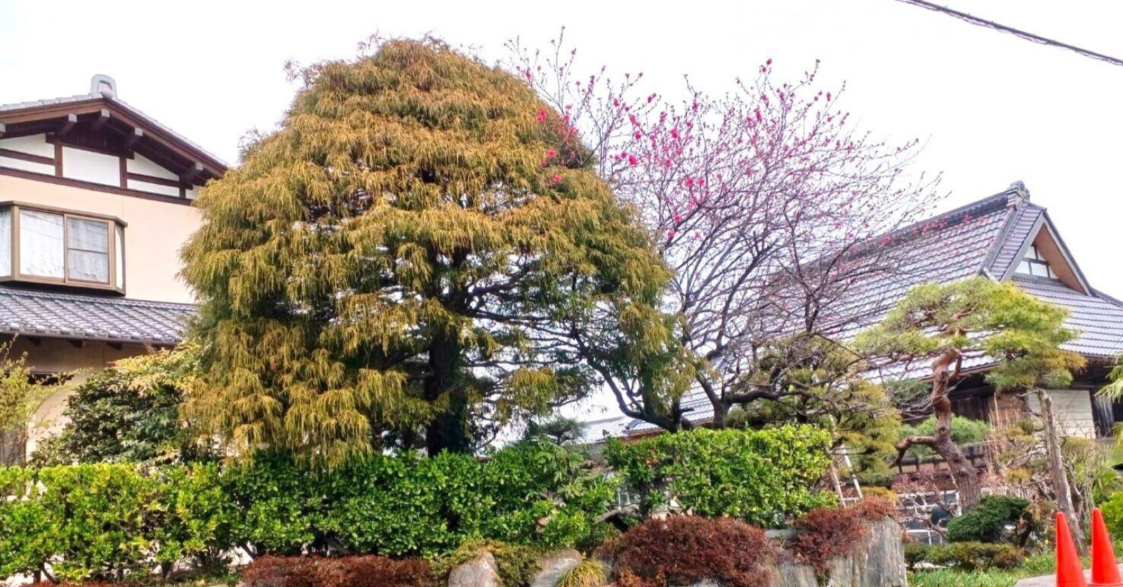 和風住宅の庭に立つイトヒバと梅