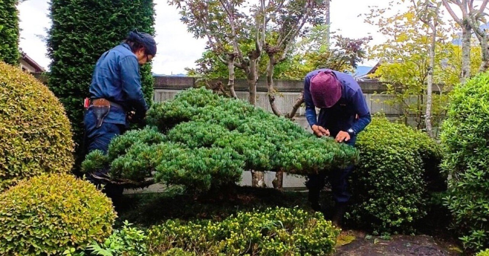 庭の松を二人がかりで剪定する職人
