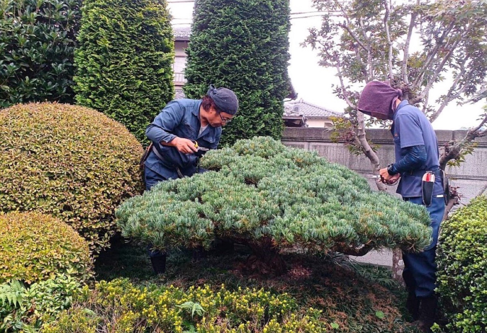 鋏で松の枝を一本ずつ仕立てる職人